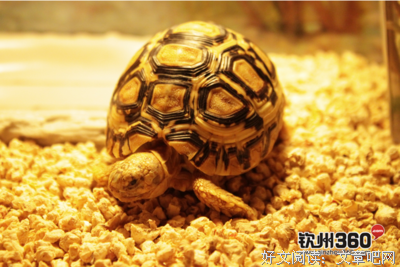 关于陆龟的语句