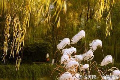 描写黑桃的语句摘抄
