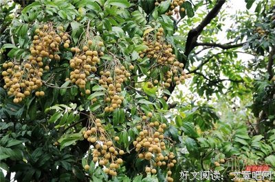 桂圆作品