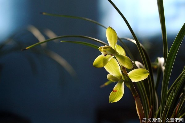 一季花开好词好句