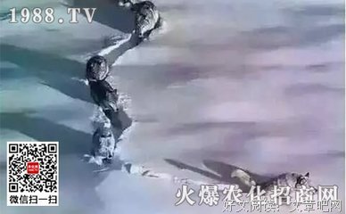 头狼不容易，请尊重您的老大！！！