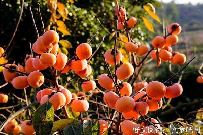 《满山红柿》经典影评10篇