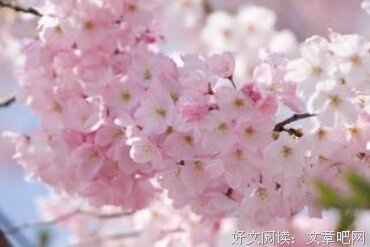 百般算计，不如一颗善良的心