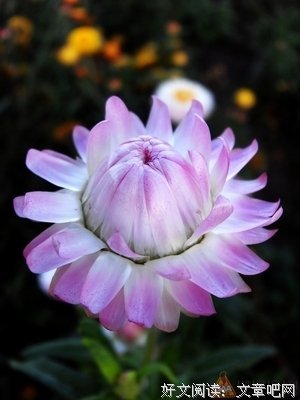 麦秆菊，你真的太坏了！