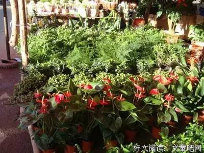 《花街往事》读后感10篇