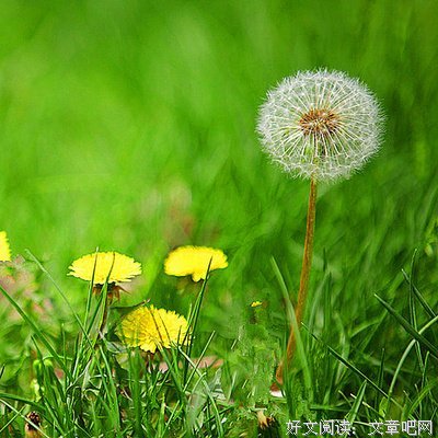这些野草，可杀菌，可下奶，可旺财，可疗伤……