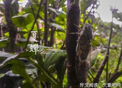 关于夏蝉冬的格言