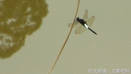 月凌的句子