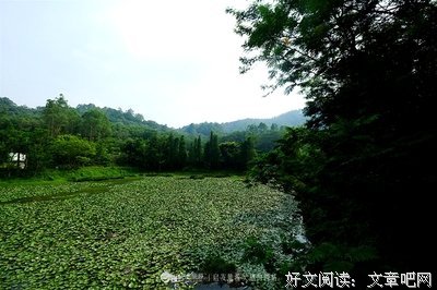 雨荷，遗落在前世的爱未央
