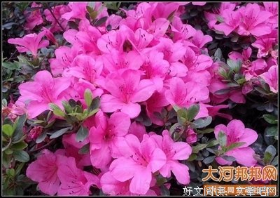关于子规的格言
