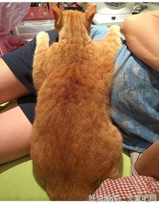 10个橘猫9个胖，还有一个在减肥！