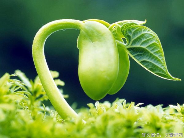 草本植物的语句摘抄_关于草本植物的语句