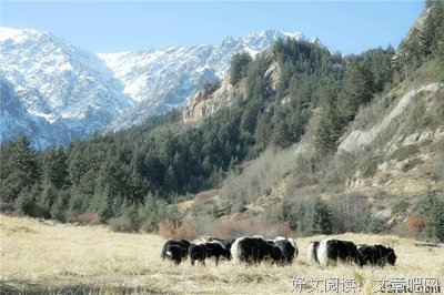 《贺兰雪》经典观后感集