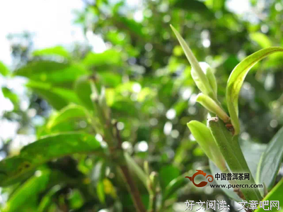 关于幸子的布朗故立出对了（枯茶）的句子