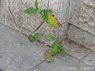 当代年轻人的自由，都是孤独给的
