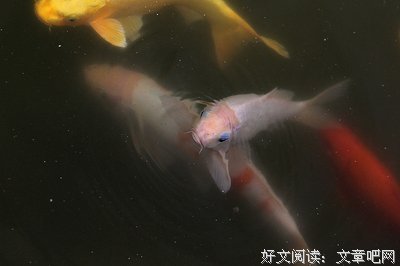 偷了腥的猫，不可能只偷一次