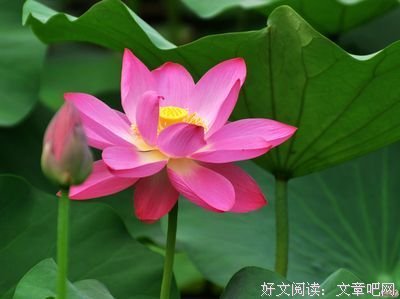 叶上初阳干宿雨的句子