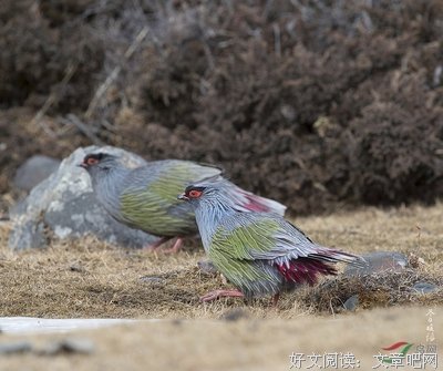 山水丽于天地，草木寄于人情