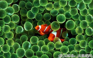深海不见亡鱼心的句子