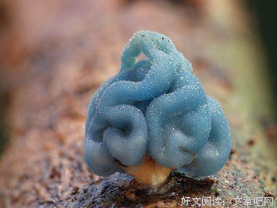 《萌菌物语》好看吗？经典影评10篇