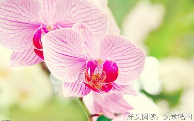 《蝴蝶兰》经典影评集