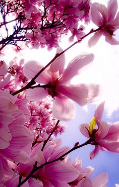 《暗伤》的句子