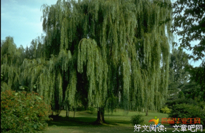 关于杂摘的优美句子