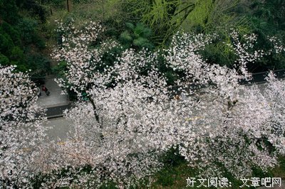 樱花浅吟的句子