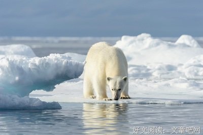 北极圈罕见32℃高温！有生之年，或许我们再也看不到北极熊了 | 每
