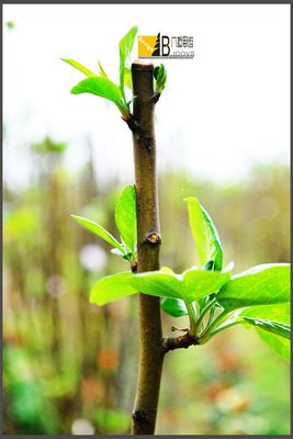 《恋香》的观后感10篇