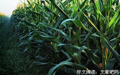 立秋 | 暑热渐退，一枕新凉