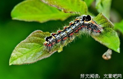 最全的豆娘精彩语录