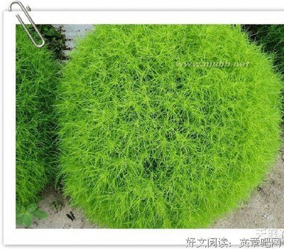 《八百万种小作法》名句欣赏