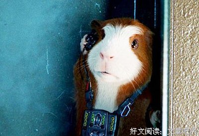 《豚鼠特攻队》的观后感10篇