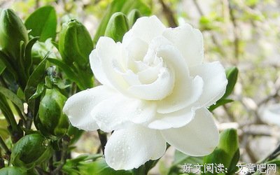 朵朵的优美句子