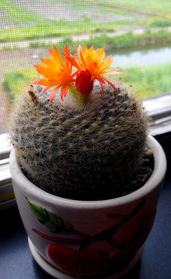 陌上花开经典名句