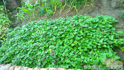 川叔的名句_关于川叔的名句