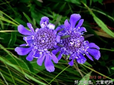 有关了大就物小样于格小草名言大全