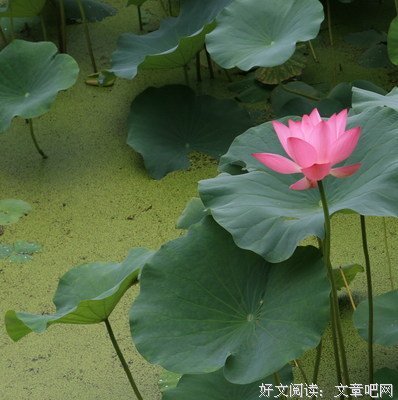 依然动听：上海荷塘月色姐妹分享---妈妈被主接走以后