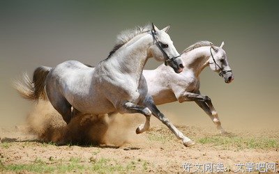 爱马的句子