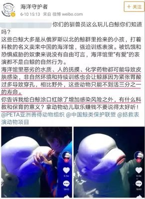 雌白鲸爱上男训师的背后真相让人想哭