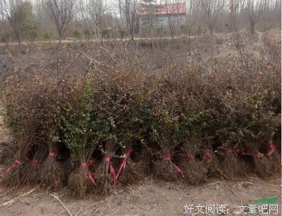 最新的小丑名言警句