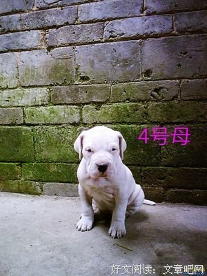 有关小杜名言