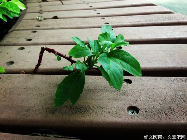 诗意