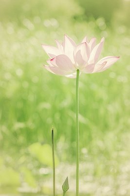 念你如梦句子大全