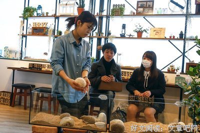 最经典的《你好像一只刺猬，可我好想抱抱你》小说书摘大全