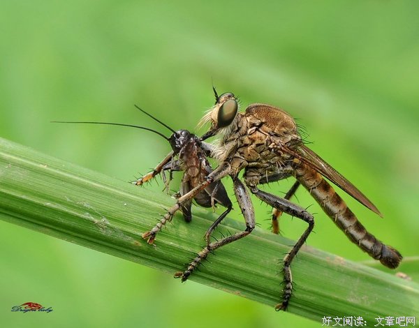 最新的《牛虻》经典句子大全