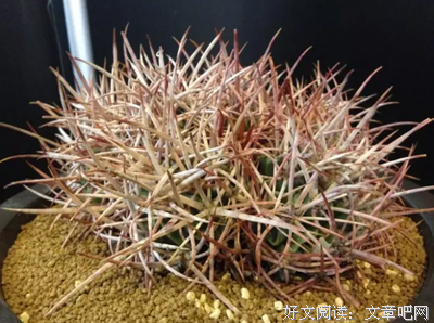 《肉蛾天》经典观后感10篇