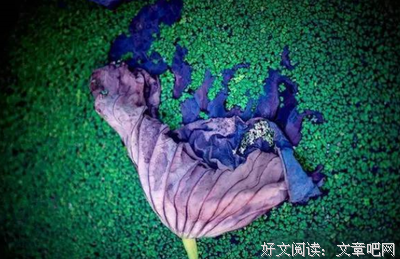 淡定看人生，宁静做自我
