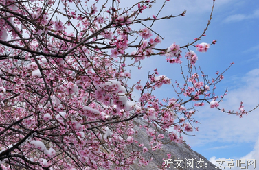《花》的句子